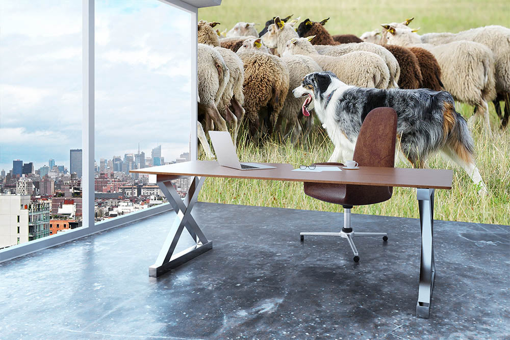 Purebred border collie herding a flock of sheep Wall Mural Wallpaper - Canvas Art Rocks - 3