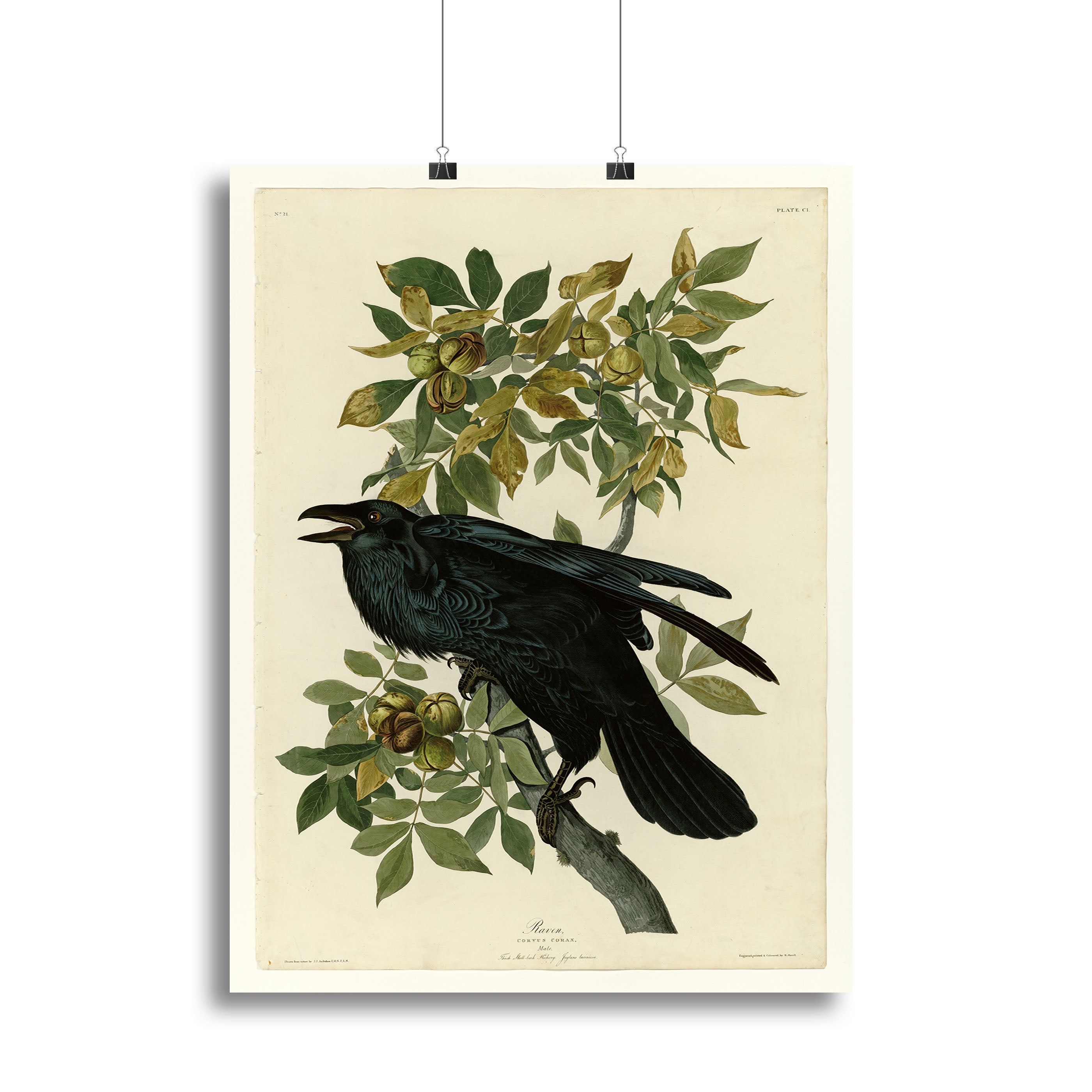 Raven by Audubon Canvas Print or Poster - Canvas Art Rocks - 2