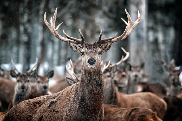 Red Deer Stag and Herd Wall Mural Wallpaper