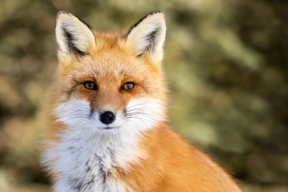 Red Fox - Vulpes vulpes sitting up at attention Wall Mural Wallpaper - Canvas Art Rocks - 1