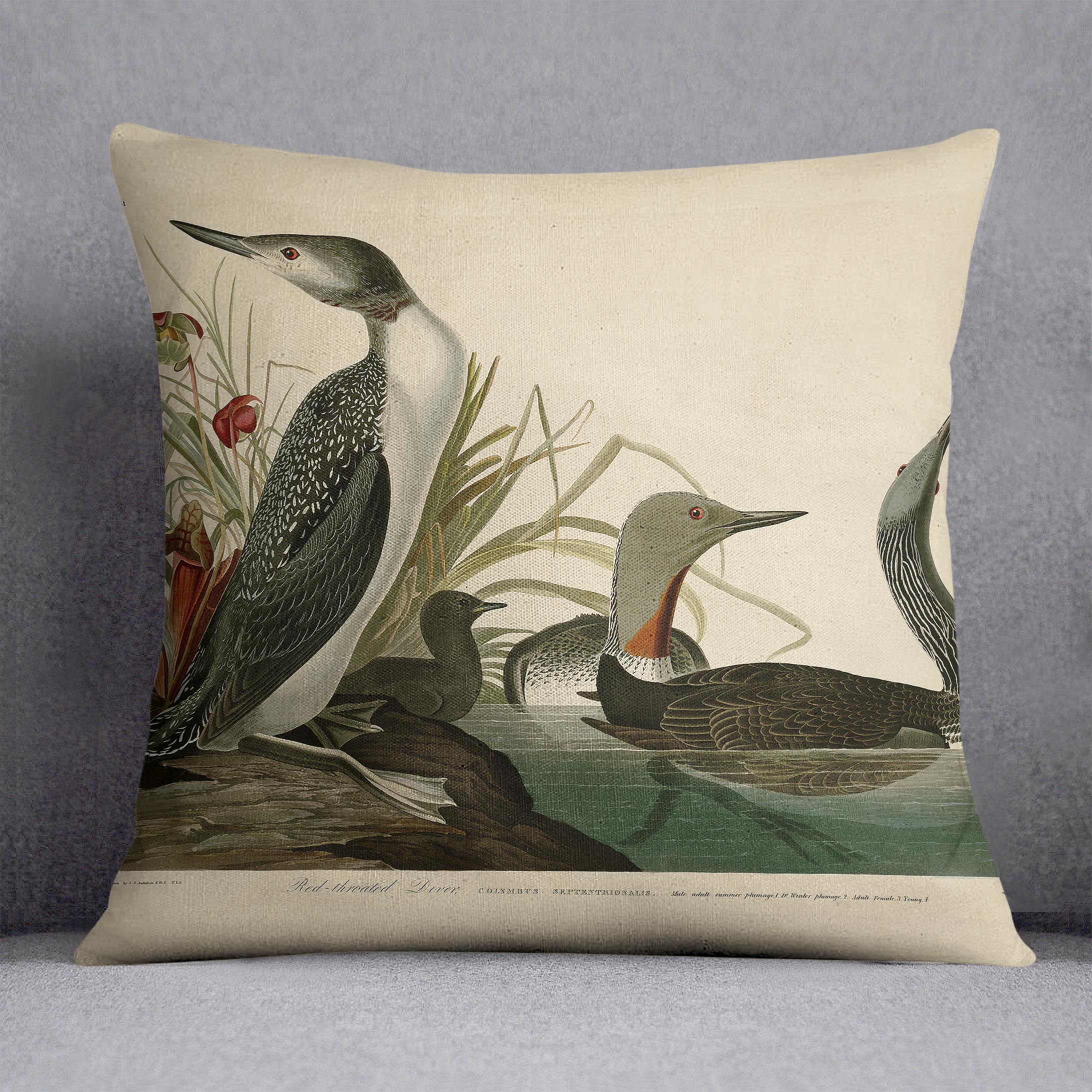 Red Throated Diver by Audubon Cushion