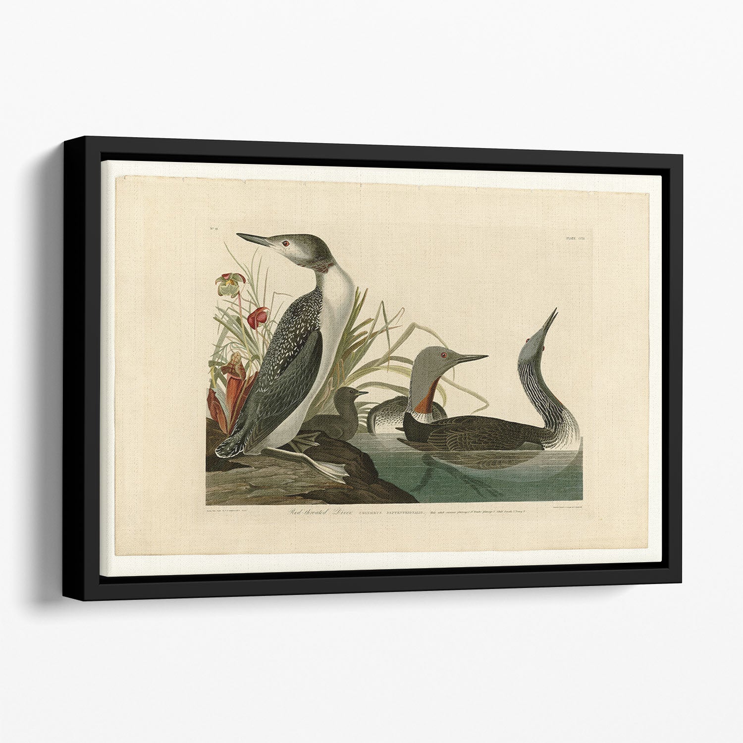 Red Throated Diver by Audubon Floating Framed Canvas