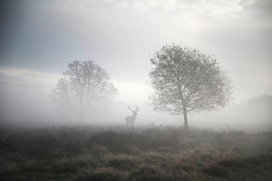 Red deer stag in foggy Autumn landscape Wall Mural Wallpaper - Canvas Art Rocks - 1