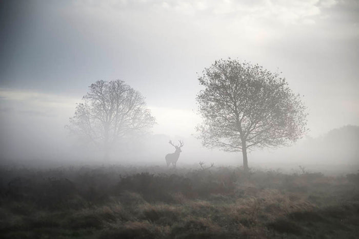 Red deer stag in foggy Autumn landscape Wall Mural Wallpaper