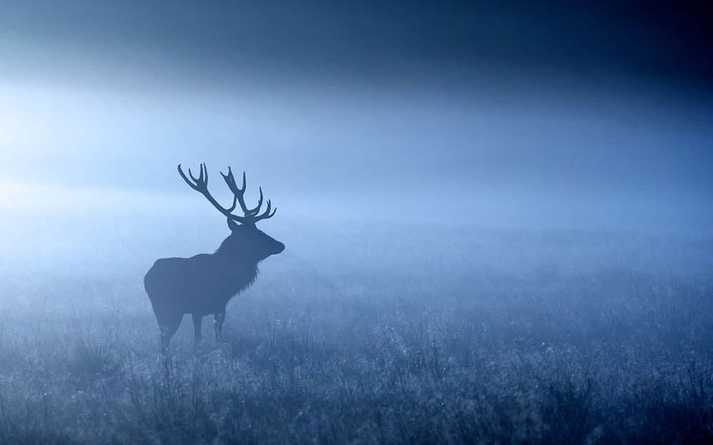 Red deer stag silhouette Wall Mural Wallpaper - Canvas Art Rocks - 1