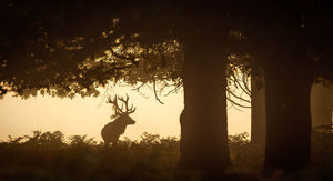 Red deer stag silhouette in forest Wall Mural Wallpaper - Canvas Art Rocks - 1