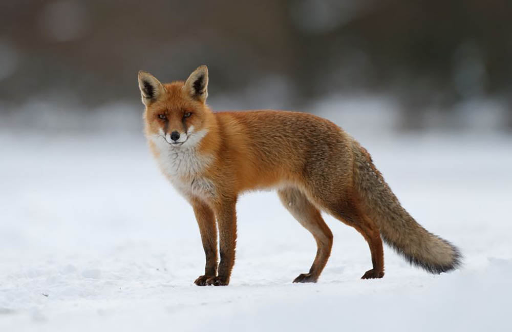 Red fox in the snow Wall Mural Wallpaper - Canvas Art Rocks - 1