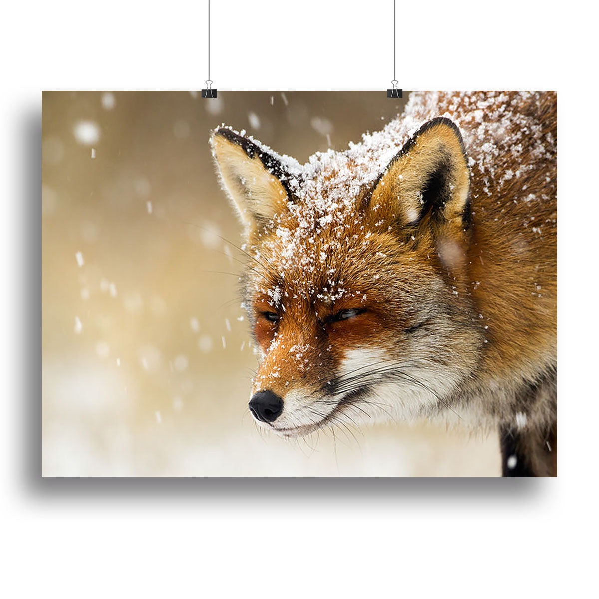 Red fox winter portrait Canvas Print or Poster - Canvas Art Rocks - 2