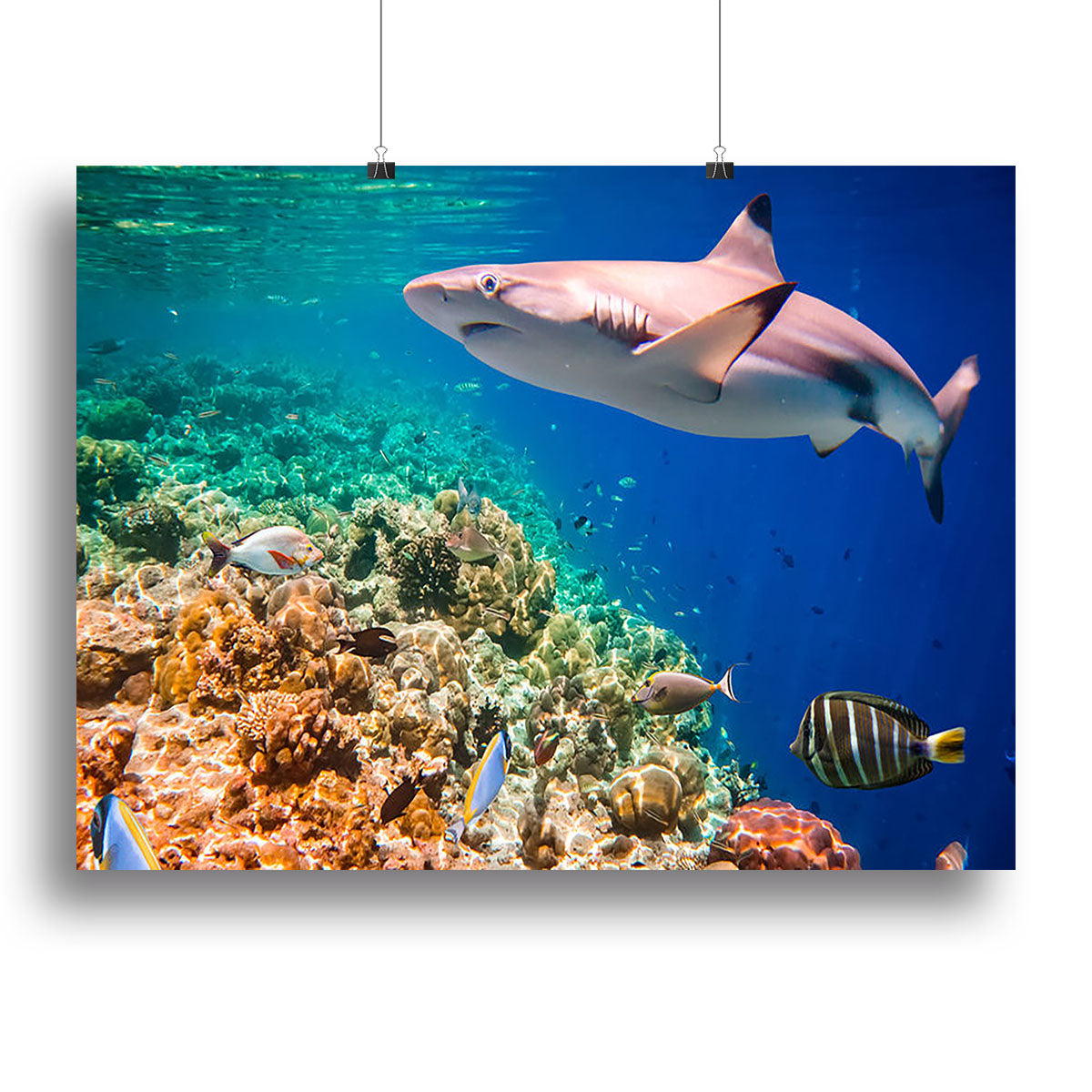 Reef with a variety of hard and soft corals and shark Canvas Print or Poster - Canvas Art Rocks - 2