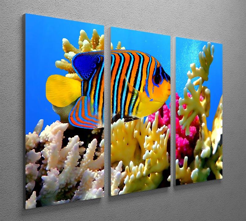 Regal angelfish 3 Split Panel Canvas Print - Canvas Art Rocks - 2