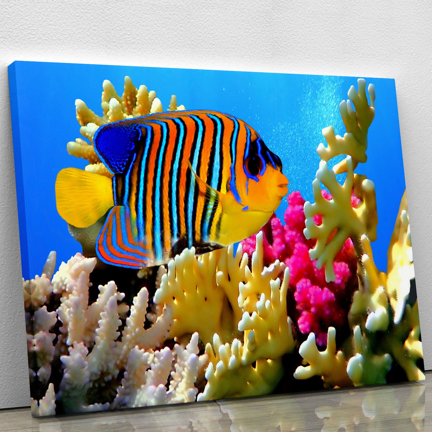 Regal angelfish Canvas Print or Poster - Canvas Art Rocks - 1