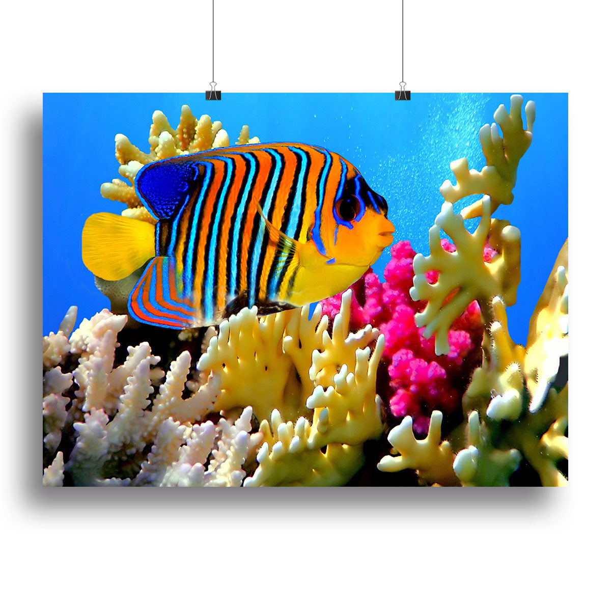 Regal angelfish Canvas Print or Poster - Canvas Art Rocks - 2