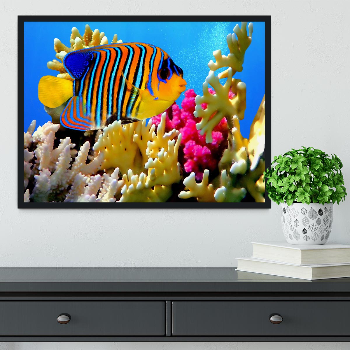Regal angelfish Framed Print - Canvas Art Rocks - 2