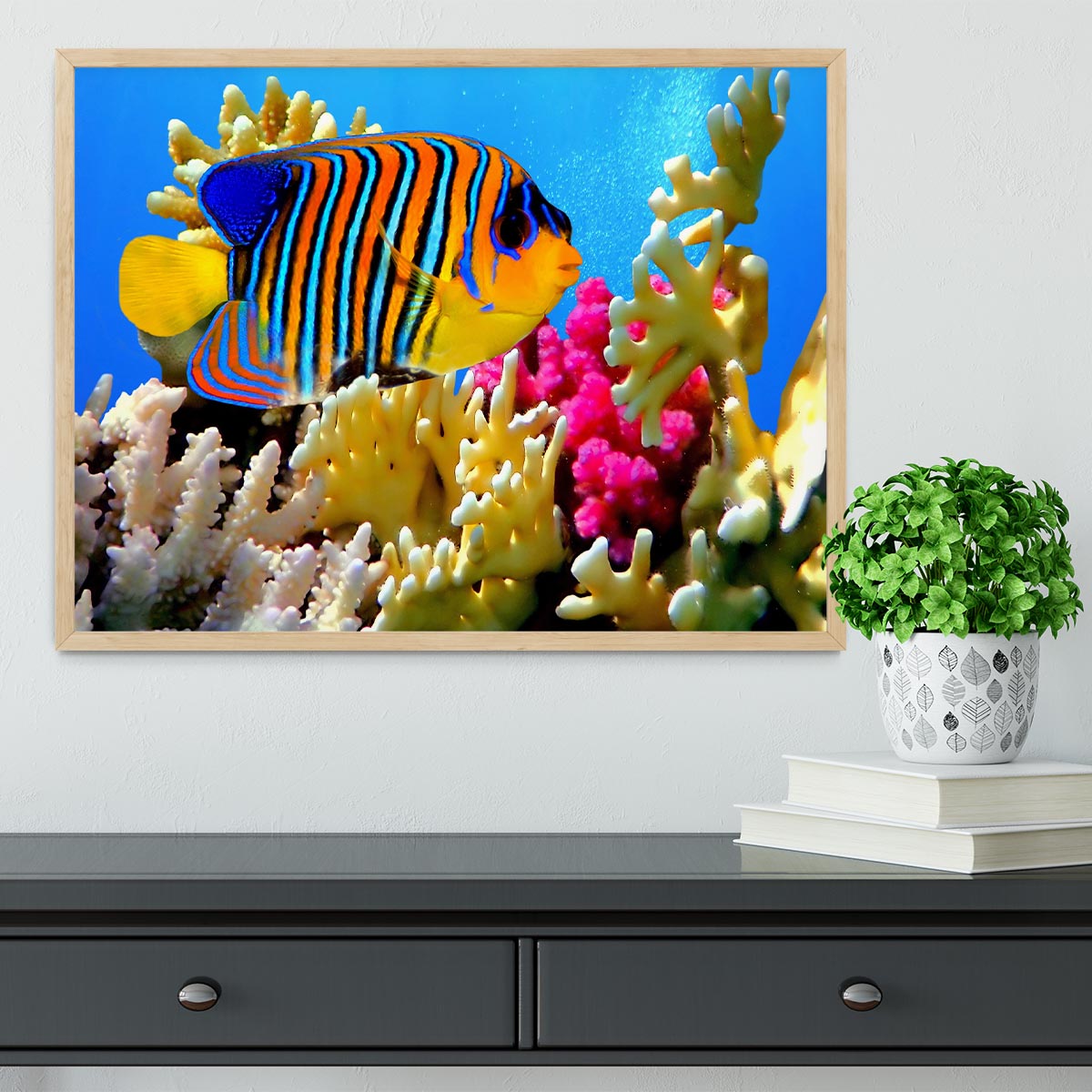Regal angelfish Framed Print - Canvas Art Rocks - 4