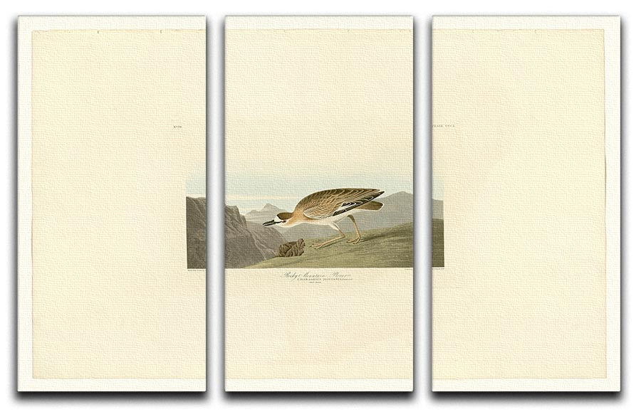 Rocky Mountain Plover by Audubon 3 Split Panel Canvas Print - Canvas Art Rocks - 1