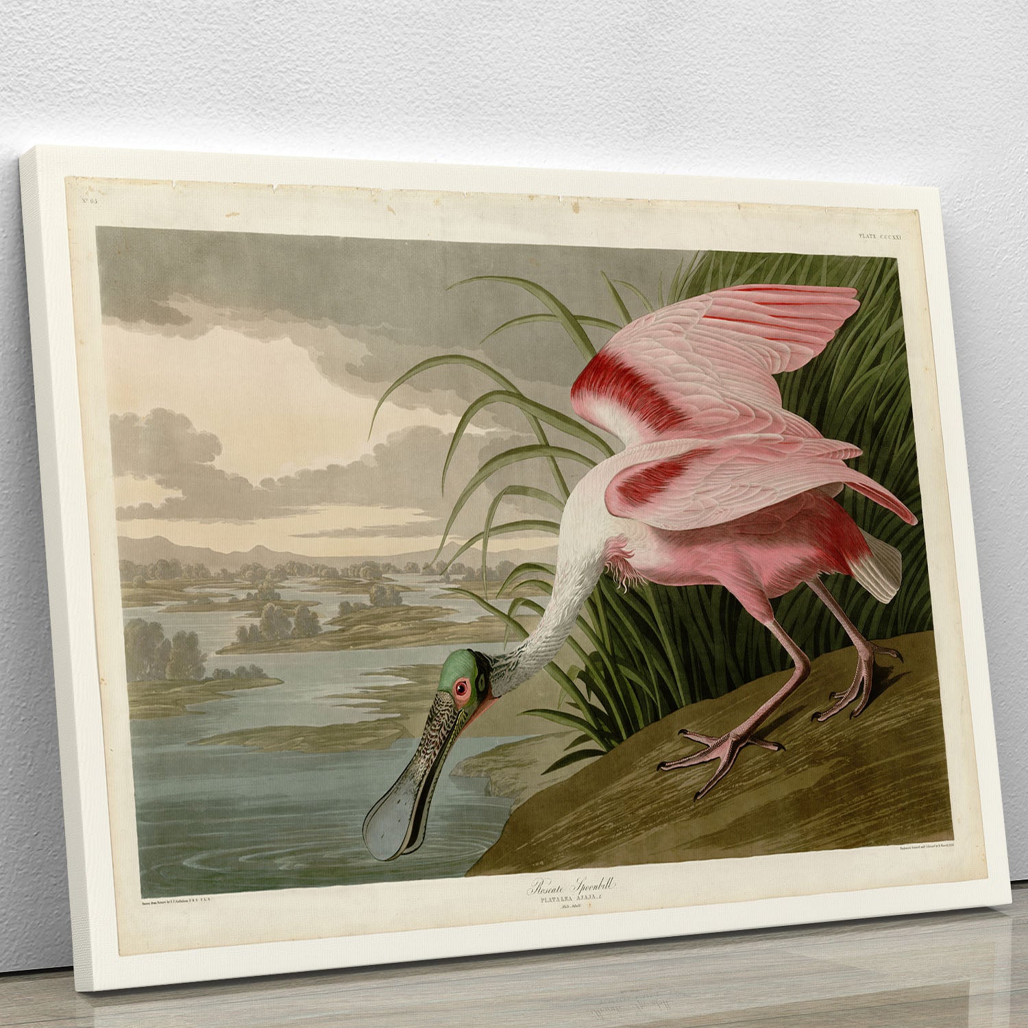 Roseate Spoonbill by Audubon Canvas Print or Poster - Canvas Art Rocks - 1