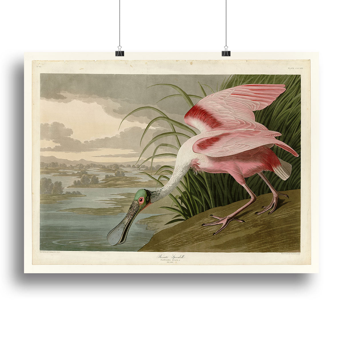 Roseate Spoonbill by Audubon Canvas Print or Poster - Canvas Art Rocks - 2