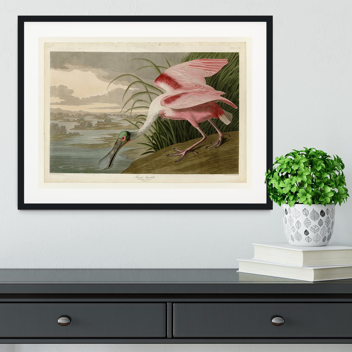 Roseate Spoonbill by Audubon Framed Print - Canvas Art Rocks - 1