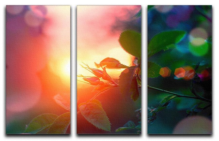 Rosebuds at sunset 3 Split Panel Canvas Print - Canvas Art Rocks - 1