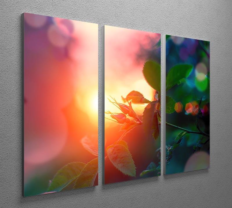 Rosebuds at sunset 3 Split Panel Canvas Print - Canvas Art Rocks - 2
