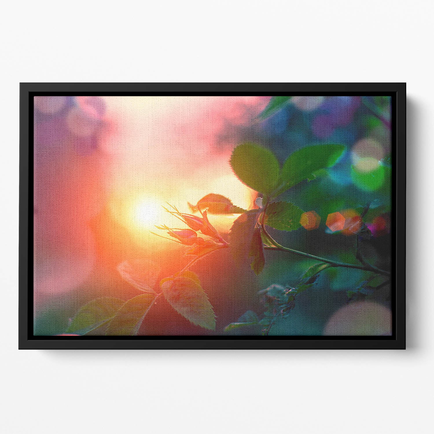 Rosebuds at sunset Floating Framed Canvas