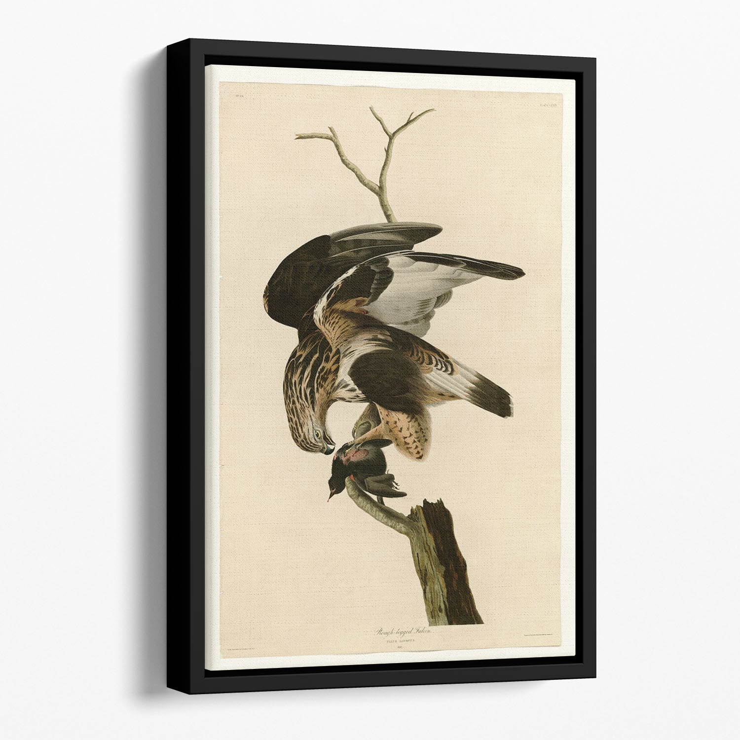 Rough legged Falcon by Audubon Floating Framed Canvas