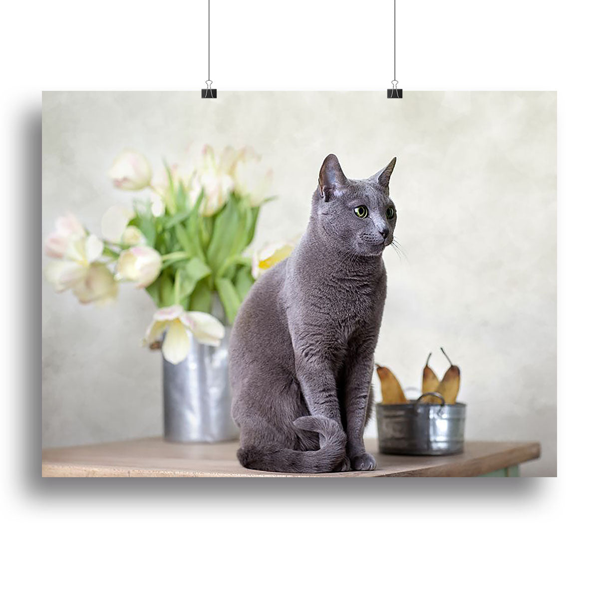 Russian Blue cat sitting on table with pears and tulips Canvas Print or Poster - Canvas Art Rocks - 2