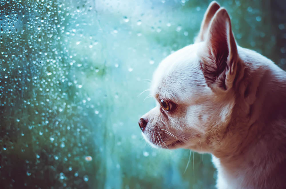 Sad Chihuahua dog Wall Mural Wallpaper - Canvas Art Rocks - 1
