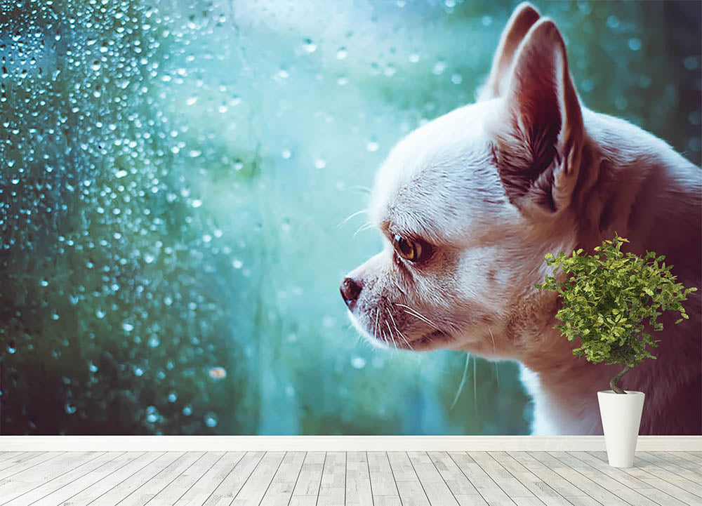Sad Chihuahua dog Wall Mural Wallpaper Canvas Art Rocks