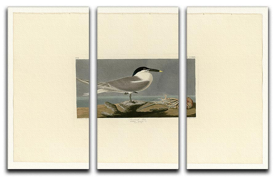Sandwich Tern by Audubon 3 Split Panel Canvas Print - Canvas Art Rocks - 1