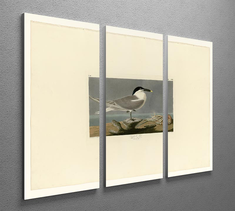 Sandwich Tern by Audubon 3 Split Panel Canvas Print - Canvas Art Rocks - 2