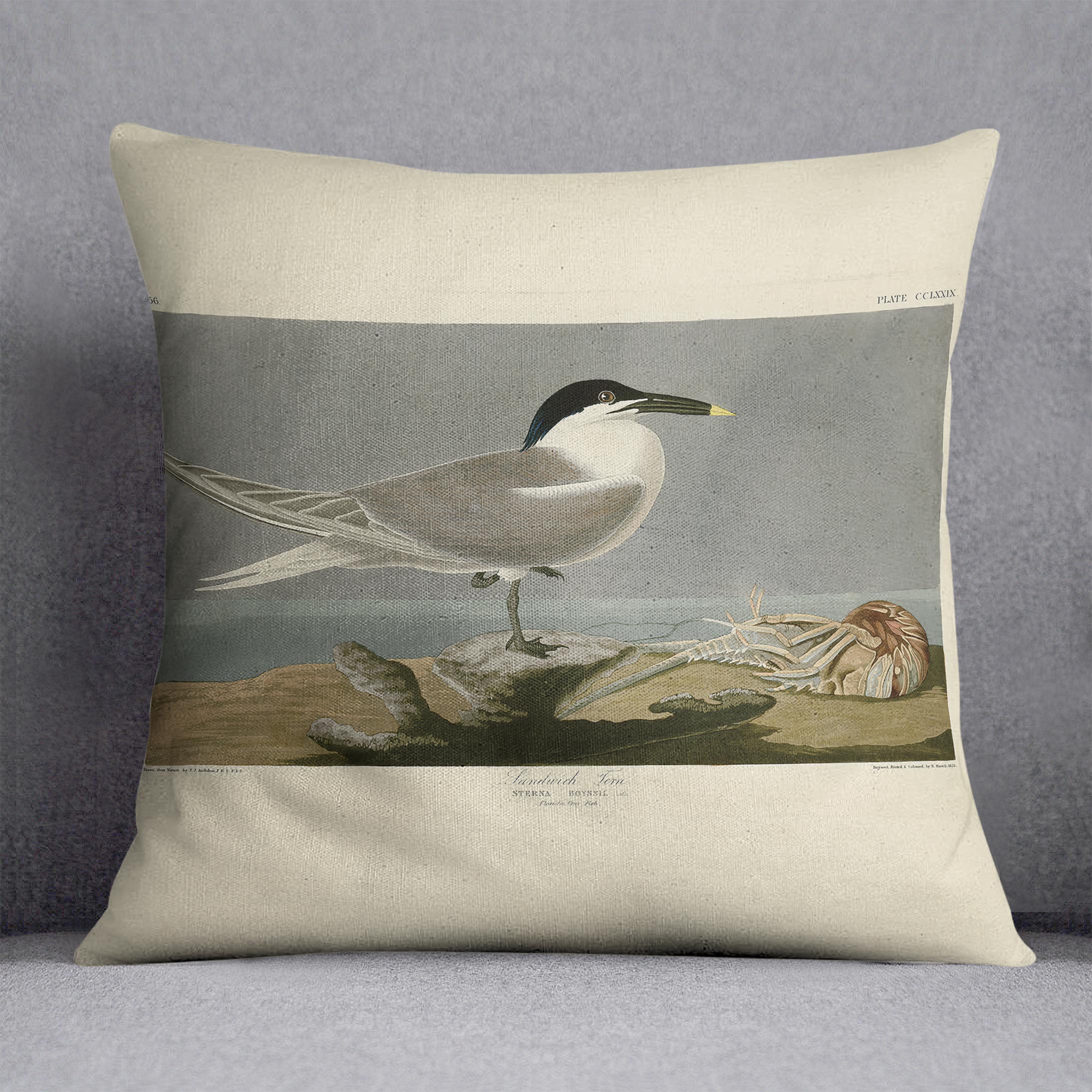 Sandwich Tern by Audubon Cushion