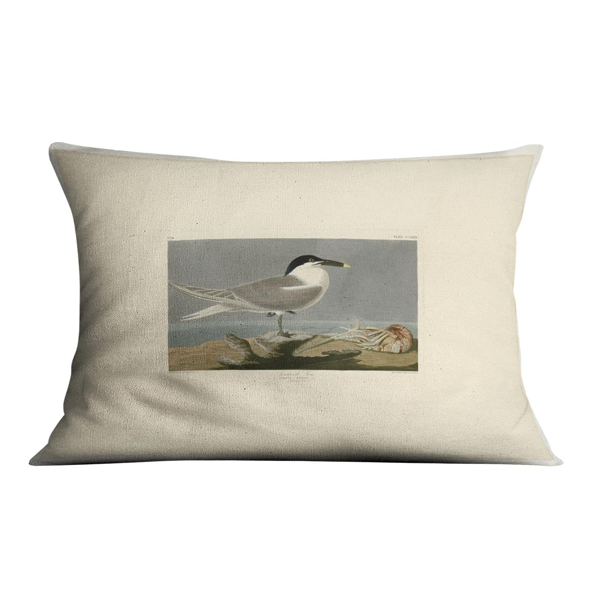 Sandwich Tern by Audubon Cushion
