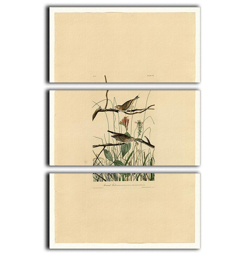 Savannah Finch by Audubon 3 Split Panel Canvas Print - Canvas Art Rocks - 1