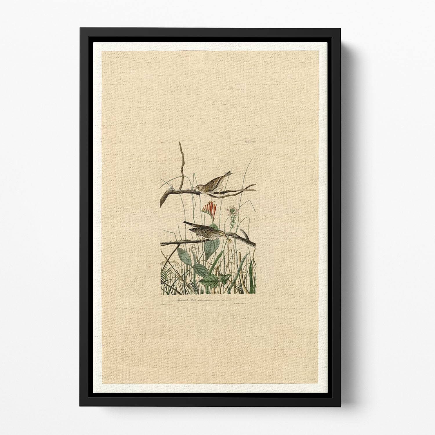 Savannah Finch by Audubon Floating Framed Canvas