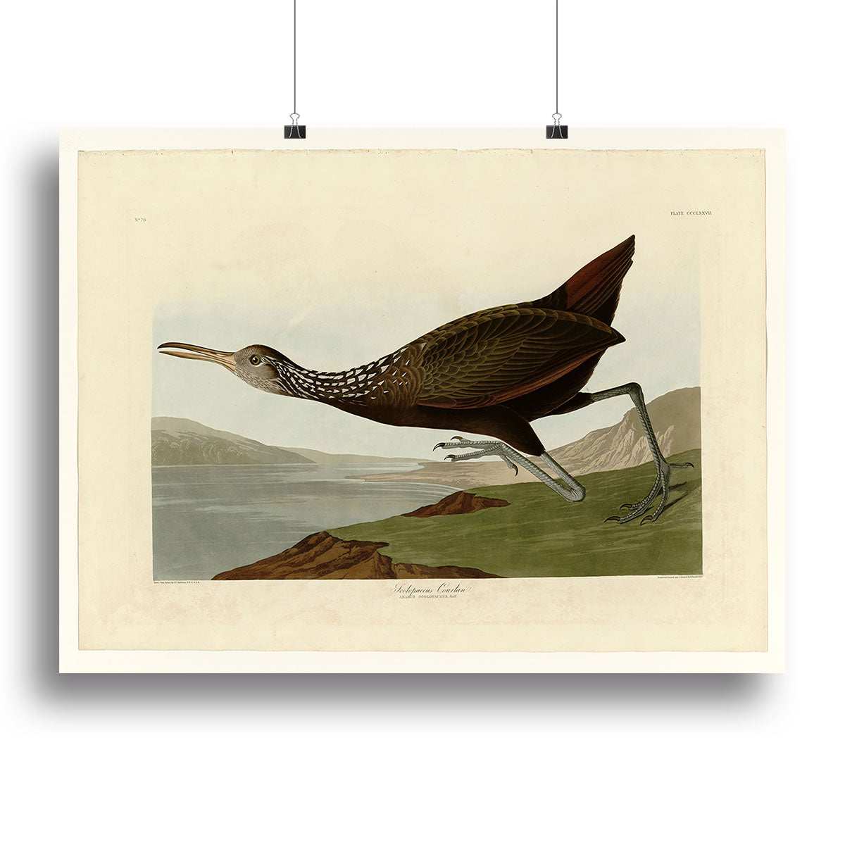 Scolopaceus Courlan by Audubon Canvas Print or Poster - Canvas Art Rocks - 2
