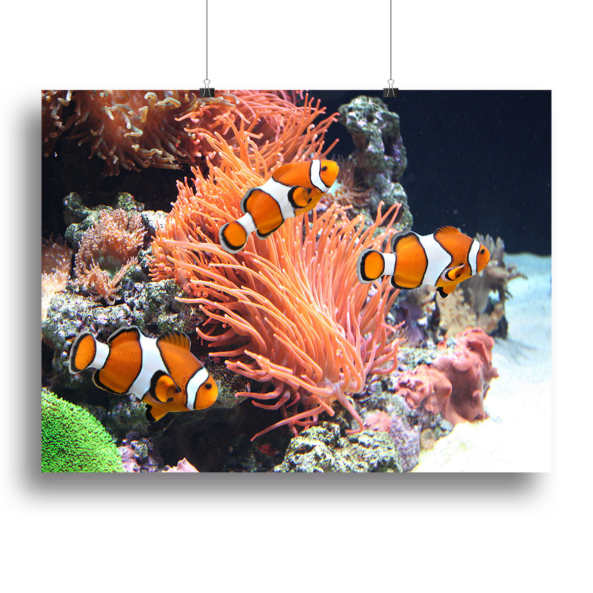 Sea anemone Canvas Print or Poster - Canvas Art Rocks - 2