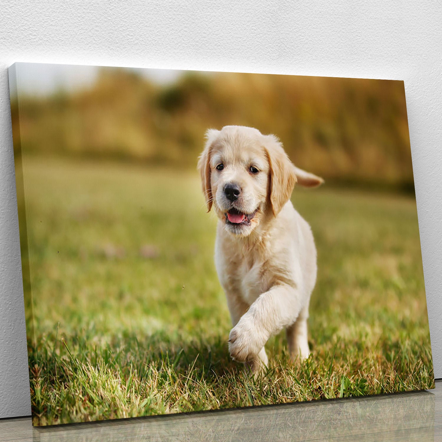 Seven week old golden retriever puppy Canvas Print or Poster - Canvas Art Rocks - 1