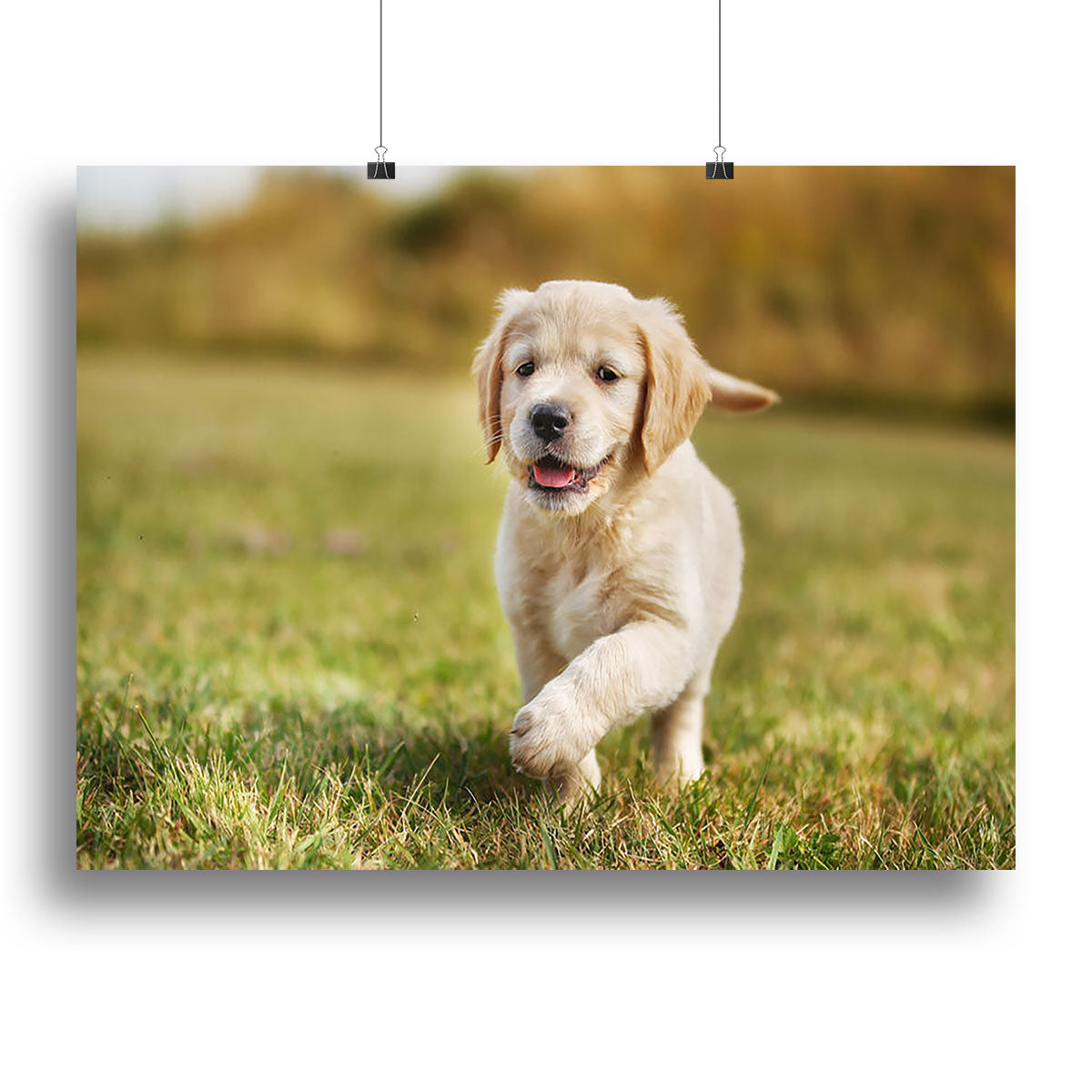 Seven week old golden retriever puppy Canvas Print or Poster - Canvas Art Rocks - 2
