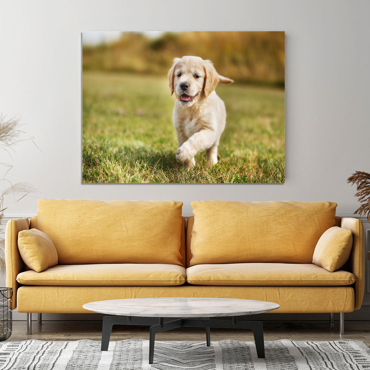 Seven week old golden retriever puppy Canvas Print or Poster - Canvas Art Rocks - 4