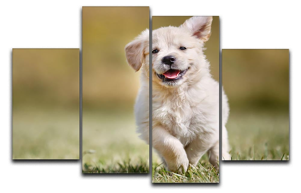 Seven week old golden retriever puppy outdoors 4 Split Panel Canvas - Canvas Art Rocks - 1
