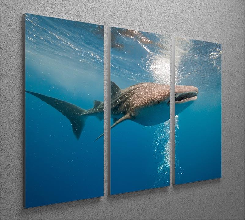 Shark 3 Split Panel Canvas Print - Canvas Art Rocks - 2