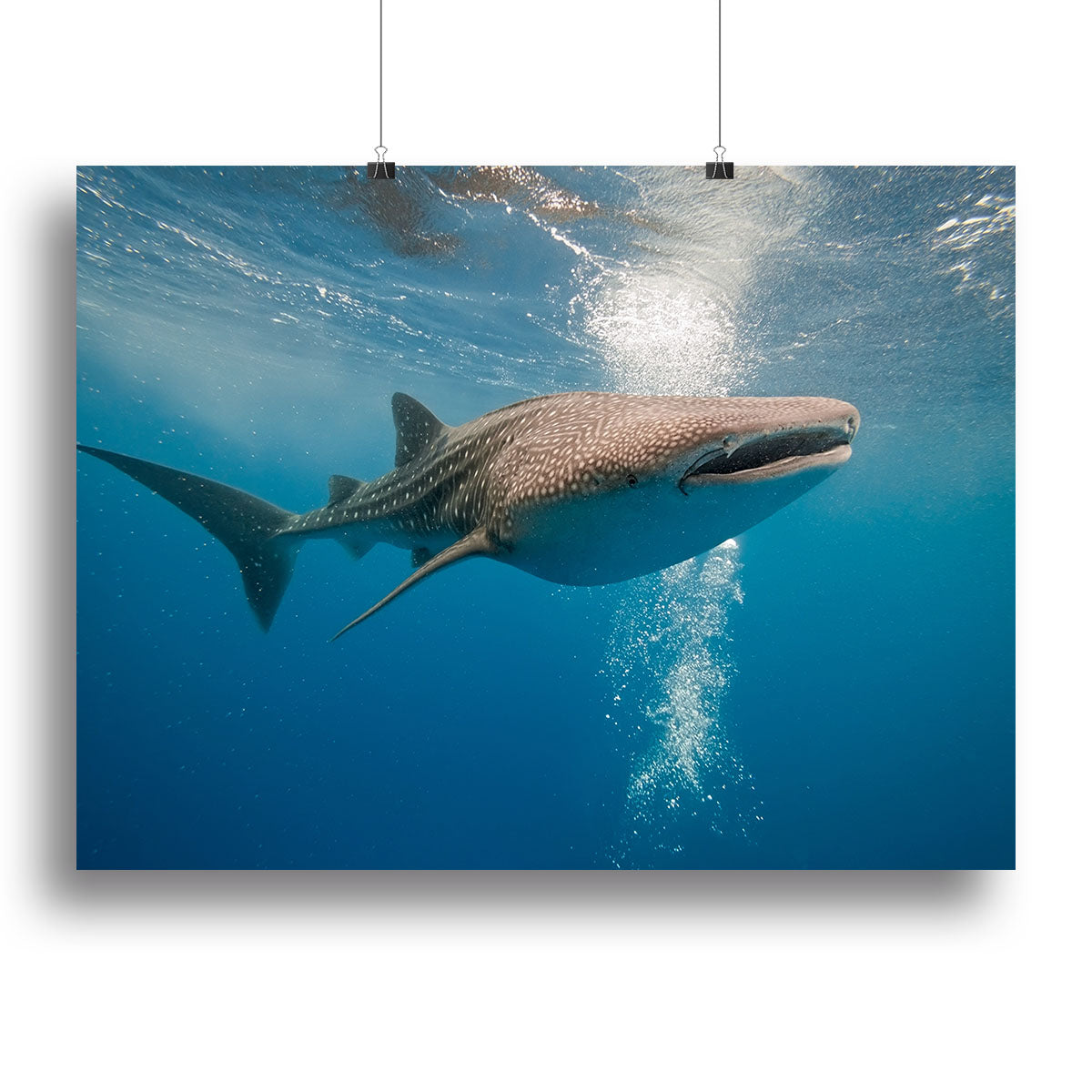 Shark Canvas Print or Poster - Canvas Art Rocks - 2