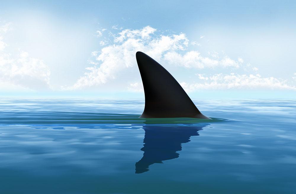 Shark fin above water Wall Mural Wallpaper - Canvas Art Rocks - 1