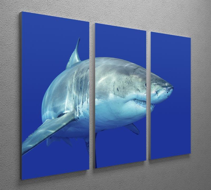Shark swimming looking for food 3 Split Panel Canvas Print - Canvas Art Rocks - 2