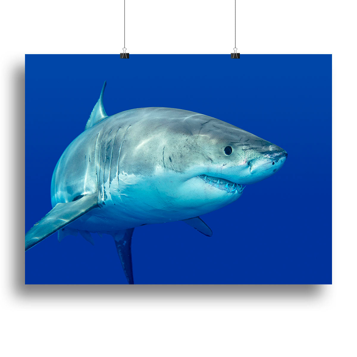 Shark swimming looking for food Canvas Print or Poster - Canvas Art Rocks - 2