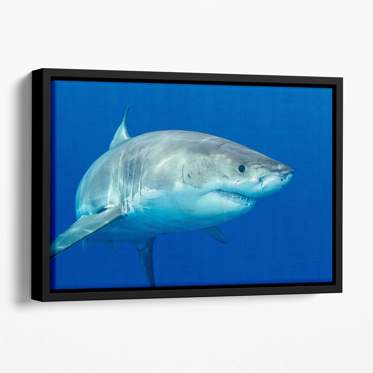 Shark swimming looking for food Floating Framed Canvas