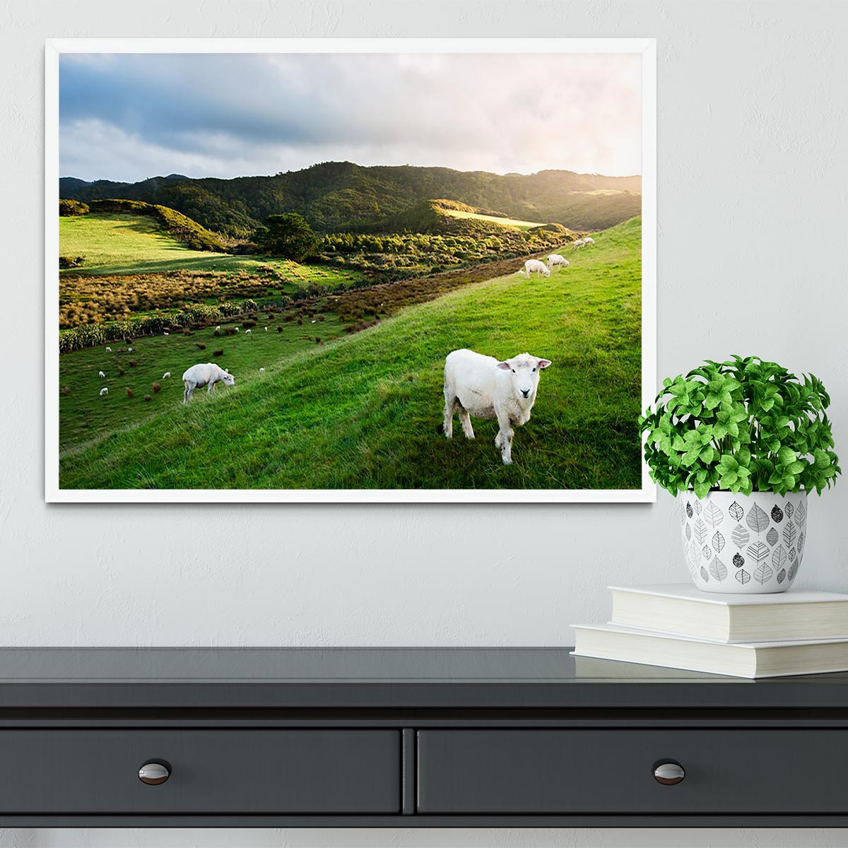 Sheep in farm in New Zealand Framed Print - Canvas Art Rocks -6