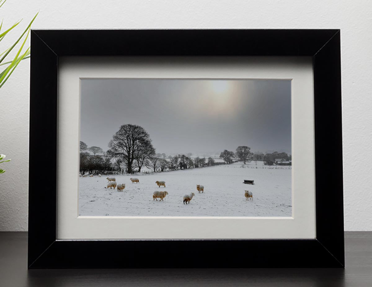 Sheep in the snow Framed Print - Canvas Art Rocks - 1
