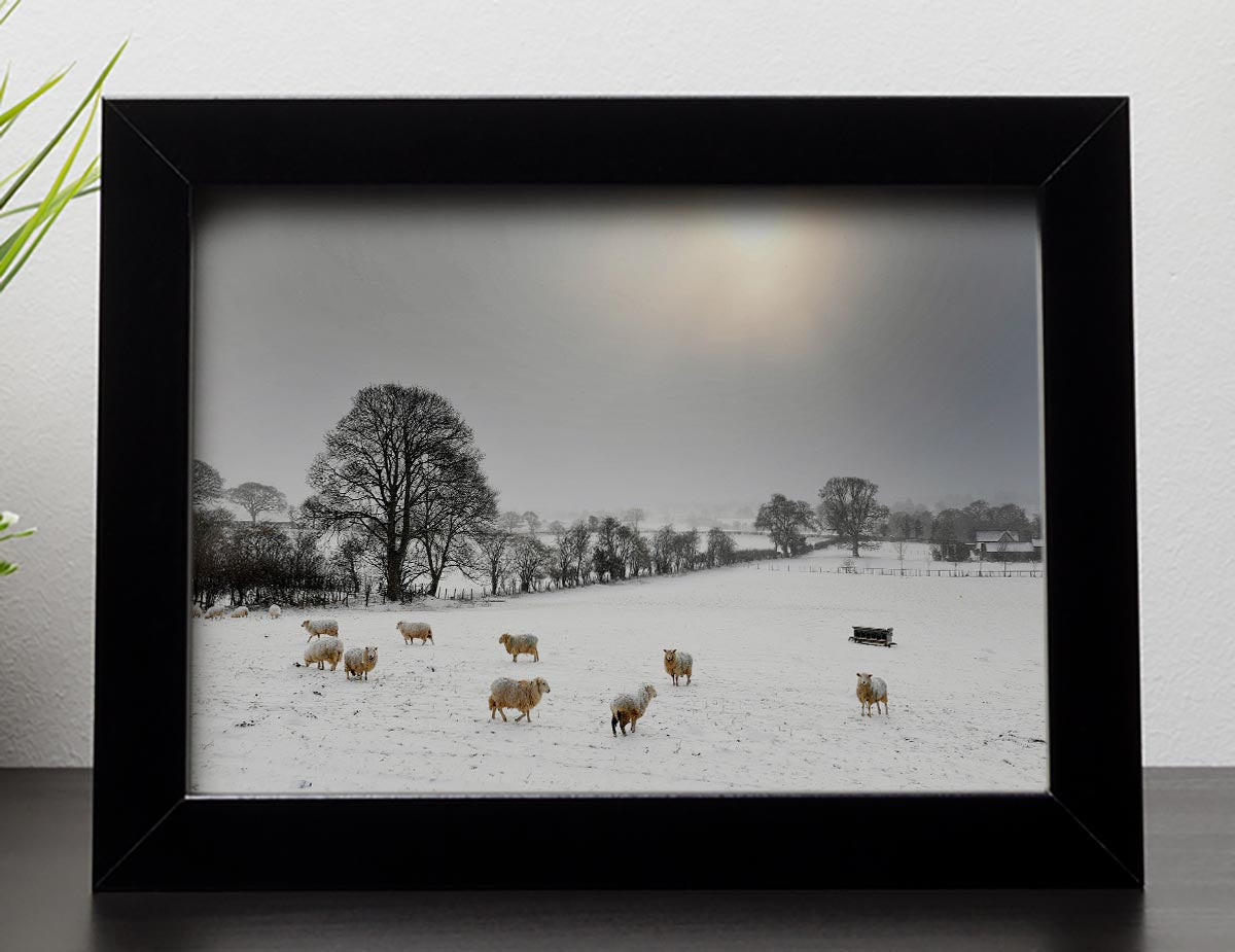 Sheep in the snow Framed Print - Canvas Art Rocks - 2